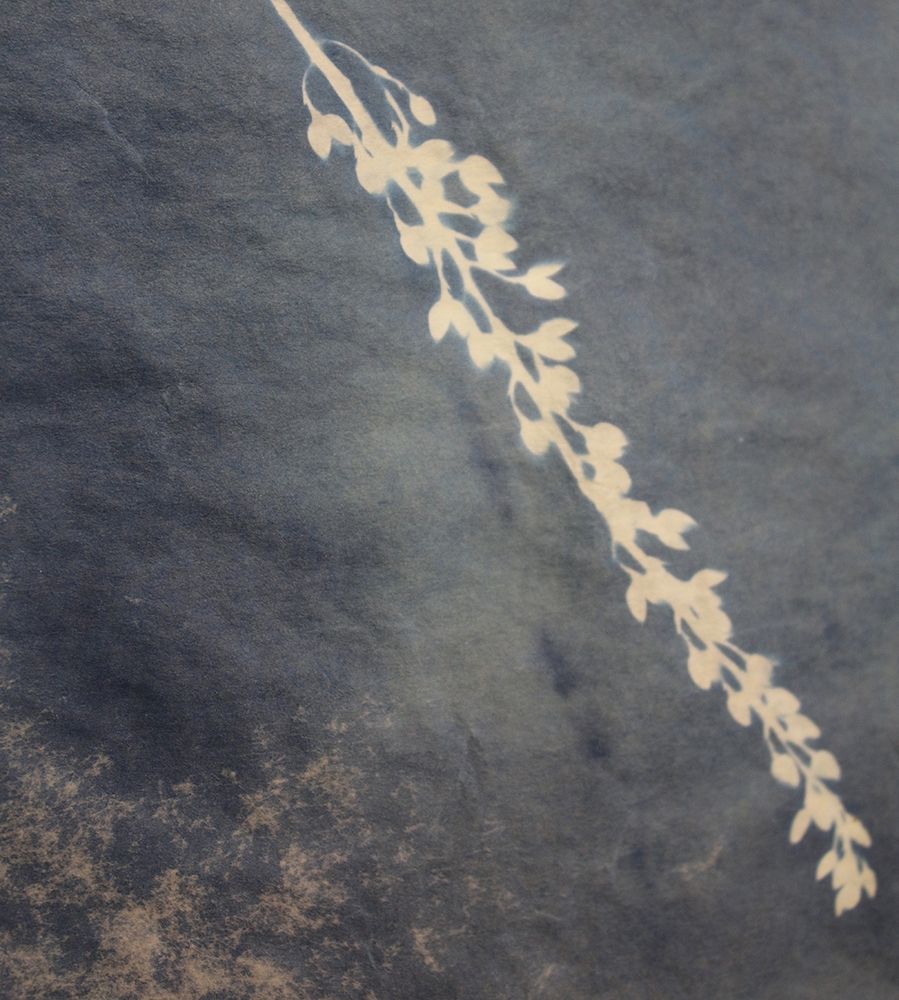 Fern